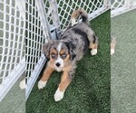 Small #1 Cavalier King Charles Spaniel-Miniature Australian Shepherd Mix
