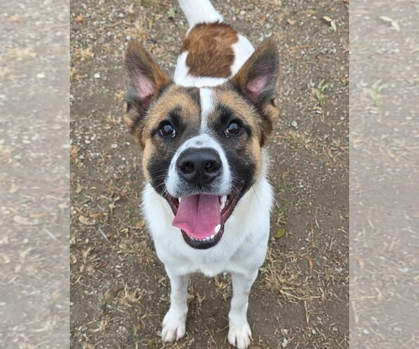 Medium Photo #1 Akita-Collie Mix Puppy For Sale in Anniston, AL, USA