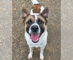 Odin - Male Akita-Collie Mix Dog for Adoption - Small photo