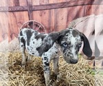 Small #19 Catahoula Leopard Dog