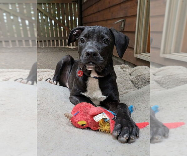 Medium Photo #1 Labrador Retriever-Unknown Mix Puppy For Sale in Bellingham, WA, USA