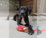 Small Labrador Retriever Mix