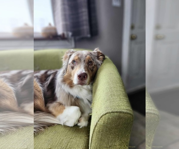 Medium Photo #2 Australian Shepherd Puppy For Sale in Oro Medonte, Ontario, Canada