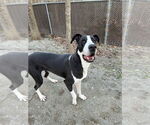 Small #1 Great Dane