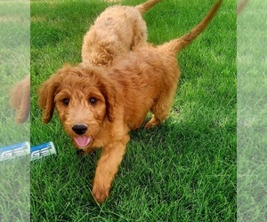 Goldendoodle Puppy for Sale in SHOW LOW, Arizona USA