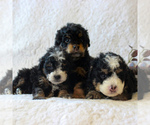 Small Photo #2 Bernedoodle-Poodle (Miniature) Mix Puppy For Sale in NARVON, PA, USA