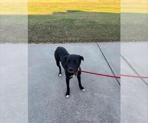 Labrador Retriever-Unknown Mix Dogs for adoption in Grand Prairie, TX, USA