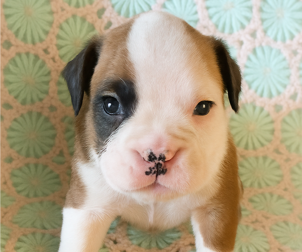 Medium Photo #5 Boxer Puppy For Sale in TROUPSBURG, NY, USA