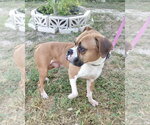 Small #5 Boxer