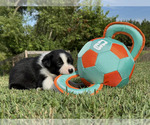 Puppy Plankton Border Collie