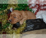 Small Photo #12 Golden Retriever Puppy For Sale in GREENWOOD, WI, USA