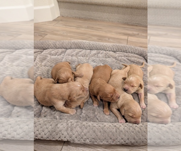Medium Photo #7 English Cream Golden Retriever Puppy For Sale in SACRAMENTO, CA, USA