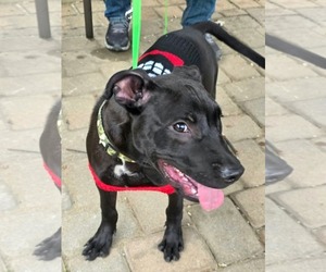 Baron Von Bark - Male American Pit Bull Terrier-Unknown Mix Dog for Adoption - Photo #9
