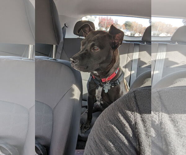 Medium Photo #37 Mutt Puppy For Sale in Holly Springs, NC, USA