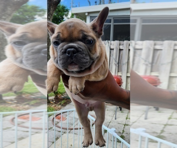 Medium Photo #6 French Bulldog Puppy For Sale in WEST PALM BEACH, FL, USA