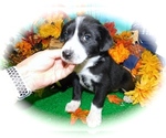 Small Photo #1 Border-Aussie-Jack-Rat Terrier Mix Puppy For Sale in HAMMOND, IN, USA