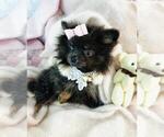 Small #4 Pomeranian