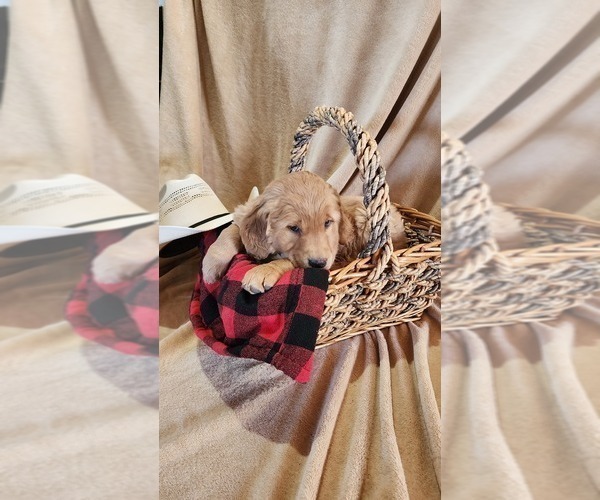 Medium Photo #4 Golden Retriever Puppy For Sale in GREENWOOD, WI, USA