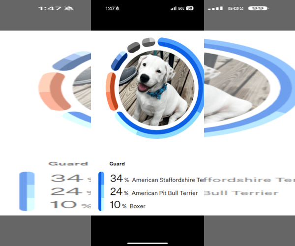 Medium Photo #4 American Pit Bull Terrier-American Staffordshire Terrier Mix Puppy For Sale in Thomasville, NC, USA