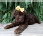Small #1 Labradoodle