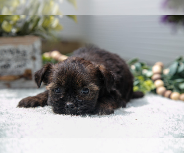 Medium Photo #2 Shorkie Tzu Puppy For Sale in BERNE, IN, USA