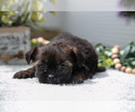 Small #1 Shorkie Tzu