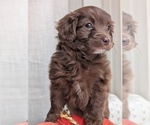 Small #2 Miniature Australian Shepherd-Poodle (Toy) Mix