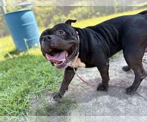 Bulldog-Unknown Mix Dogs for adoption in Virginia Beach, VA, USA