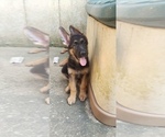 Small Photo #1 German Shepherd Dog Puppy For Sale in NEWARK, DE, USA