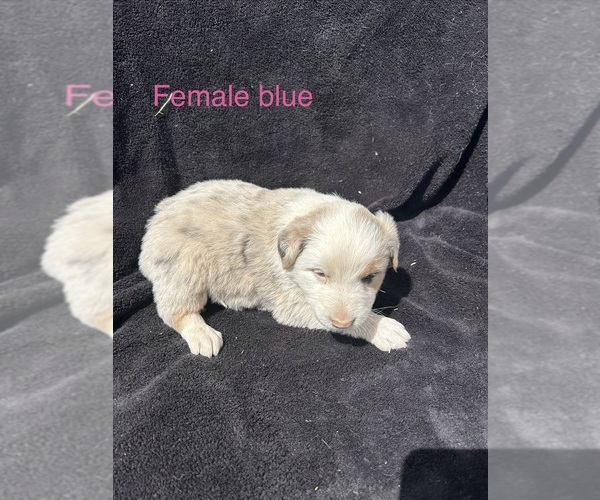 Medium Photo #6 Australian Shepherd Puppy For Sale in COTOPAXI, CO, USA