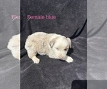 Small #5 Australian Shepherd