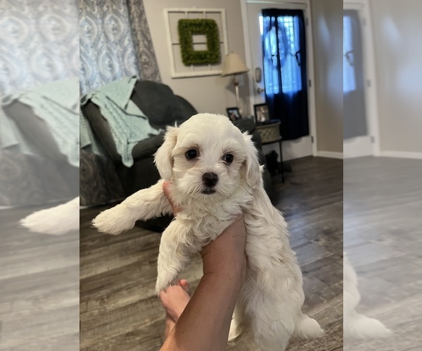 Medium Photo #4 Maltipoo (Miniature) Puppy For Sale in DOUGLAS, GA, USA