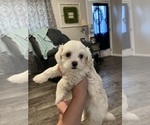 Puppy Pearl Maltipoo (Miniature)