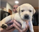 Small #1 Labrador Retriever