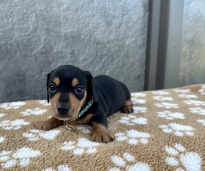 Dachshund Puppy for sale in WEBSTER, FL, USA