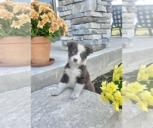 Australian Shepherd Puppy for sale in LODA, IL, USA