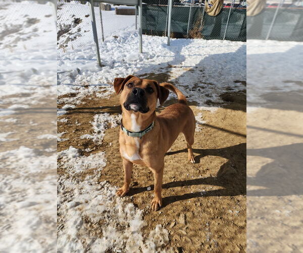 Medium Photo #11 Mutt Puppy For Sale in Evansville, IN, USA