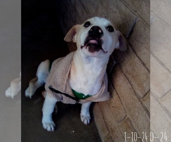 Medium Photo #5 Labrador Retriever-Unknown Mix Puppy For Sale in Apple Valley, CA, USA