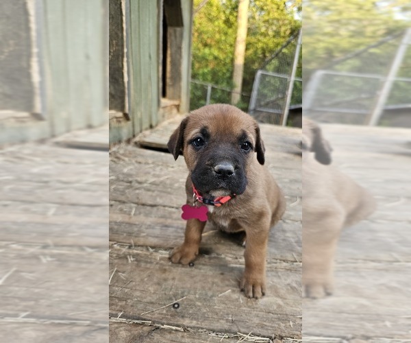 Medium Photo #1 Cane Corso Puppy For Sale in BIRMINGHAM, AL, USA