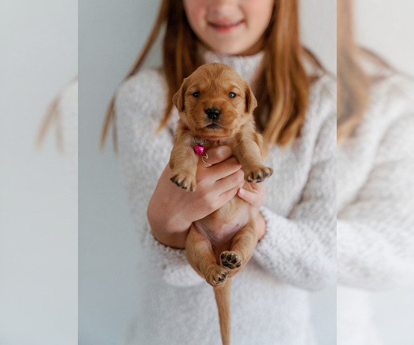 Medium Photo #15 Golden Retriever Puppy For Sale in REDDING, CA, USA