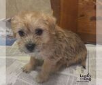 Small Cairn Terrier Mix