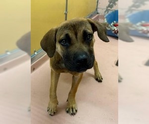 Mastiff-Unknown Mix Dogs for adoption in New York, NY, USA