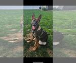 Small #5 German Shepherd Dog