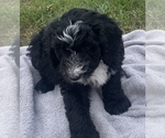 Small Photo #2 Sheepadoodle Puppy For Sale in CONROE, TX, USA