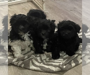 Havanese Puppy for sale in DECATUR, GA, USA