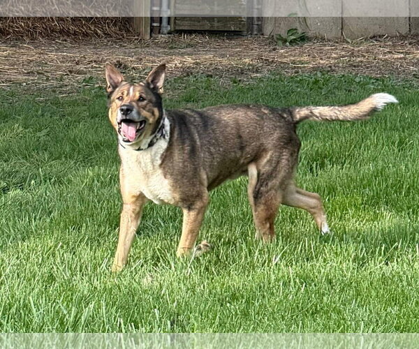 Medium Photo #1 Mutt Puppy For Sale in Germantown, OH, USA