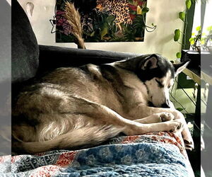 Xena #blue-eyed-beauty - Female Siberian Husky-Unknown Mix Dog for Adoption - Photo #2