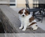 Small #2 Pom-A-Poo