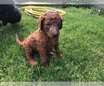Small Photo #8 Poodle (Standard) Puppy For Sale in VICTOR, NY, USA