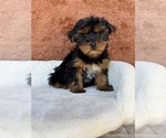 Small #10 Yorkshire Terrier